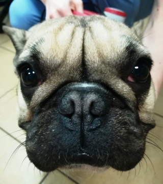 RASY_KROTKOCZASZKOWE-01