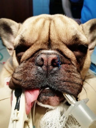 RASY_KROTKOCZASZKOWE-02