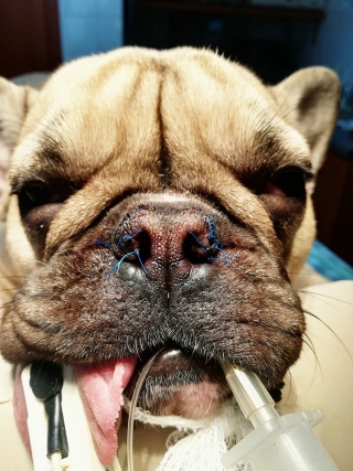 RASY_KROTKOCZASZKOWE-03