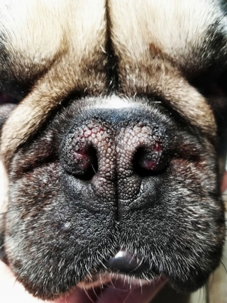 RASY_KROTKOCZASZKOWE-04