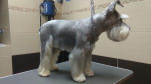 weterynarz zwierzyniec