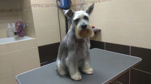 weterynarz zwierzyniec