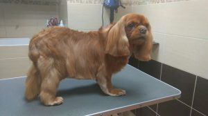 weterynarz zwierzyniec