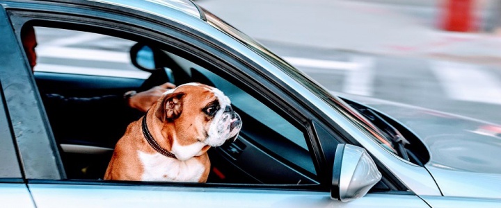 Jak przygotować zwierzę do podróży samochodem?